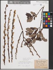 Salix bicolor Ehrh. ex Willd.